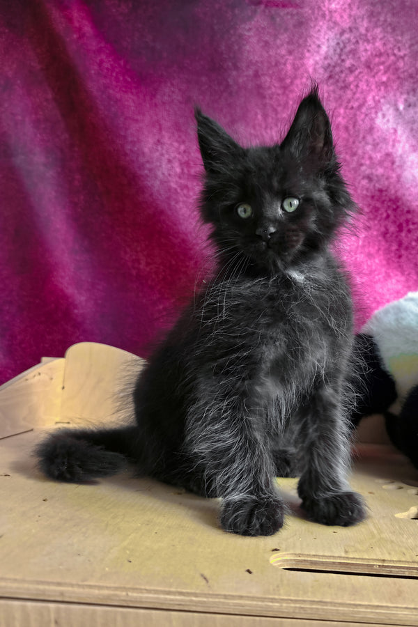 Varus | Maine Coon Kitten