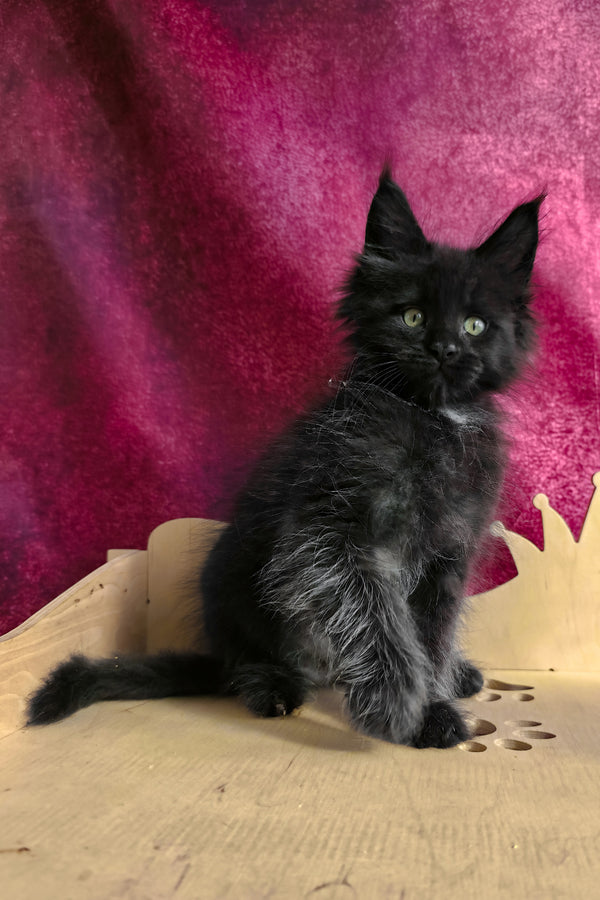 Varus | Maine Coon Kitten