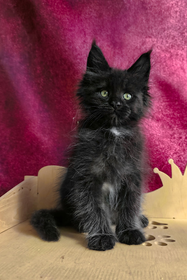 Varus | Maine Coon Kitten