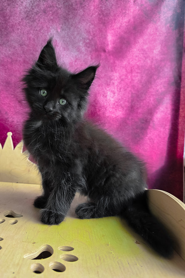 Varus | Maine Coon Kitten