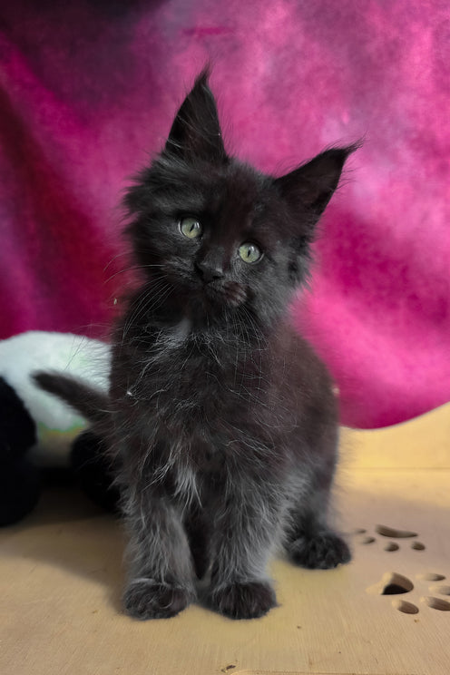 Varus | Maine Coon Kitten