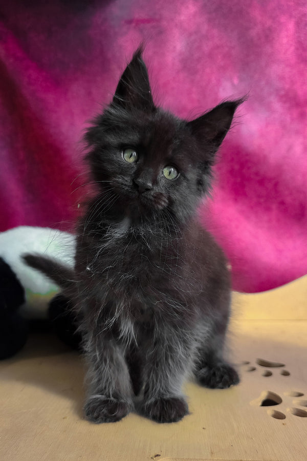 Varus | Maine Coon Kitten