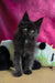 Varus the Loving Black with White Maine Coon Kitten