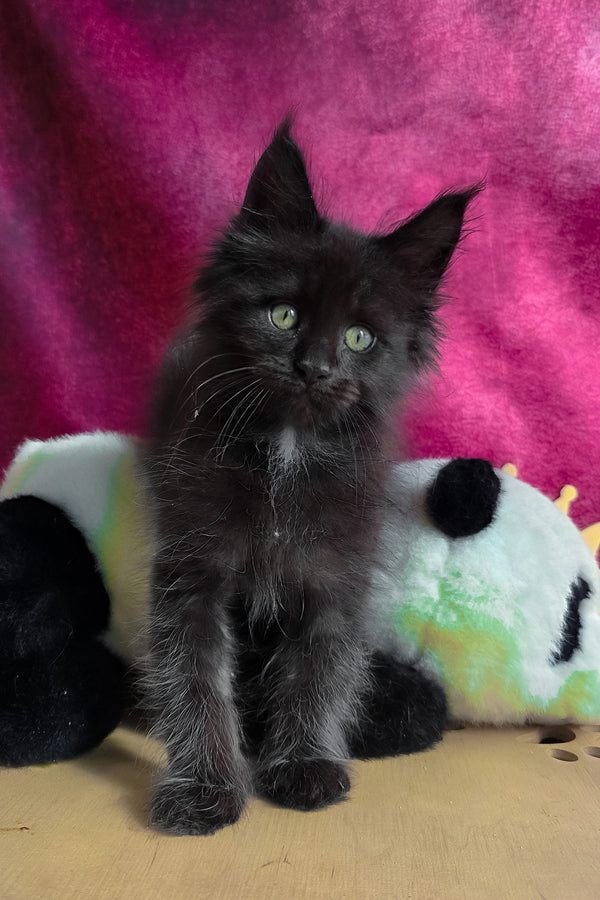 Varus | Maine Coon Kitten