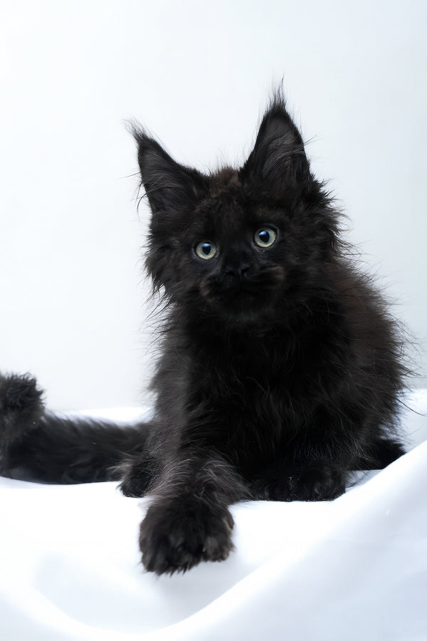 Daniel | Polydactyl Maine Coon Kitten