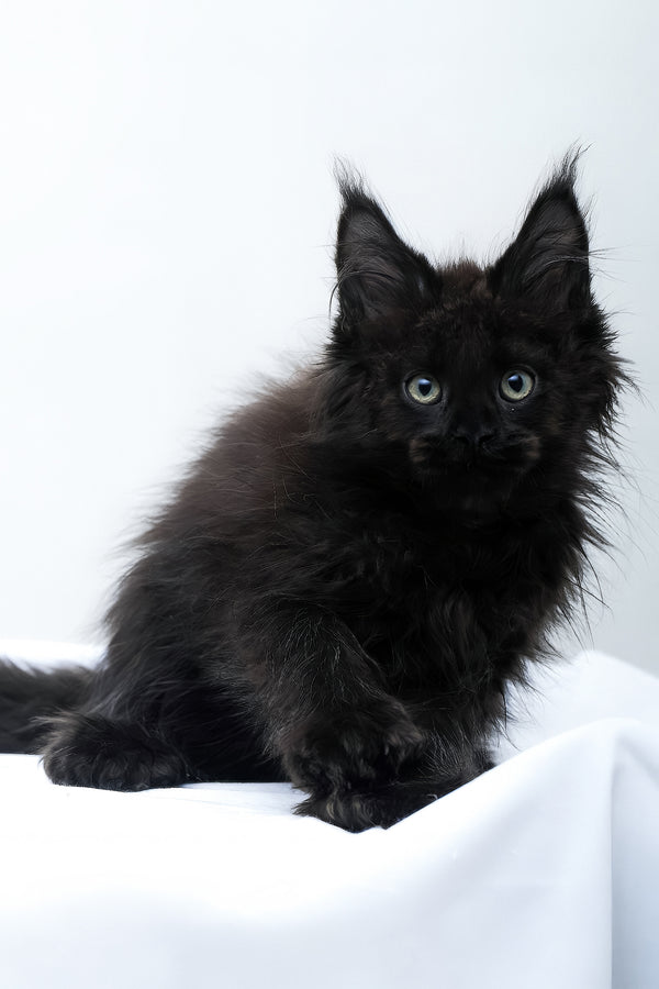 Daniel | Polydactyl Maine Coon Kitten