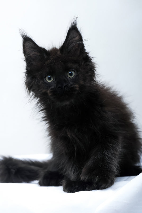 Daniel | Polydactyl Maine Coon Kitten