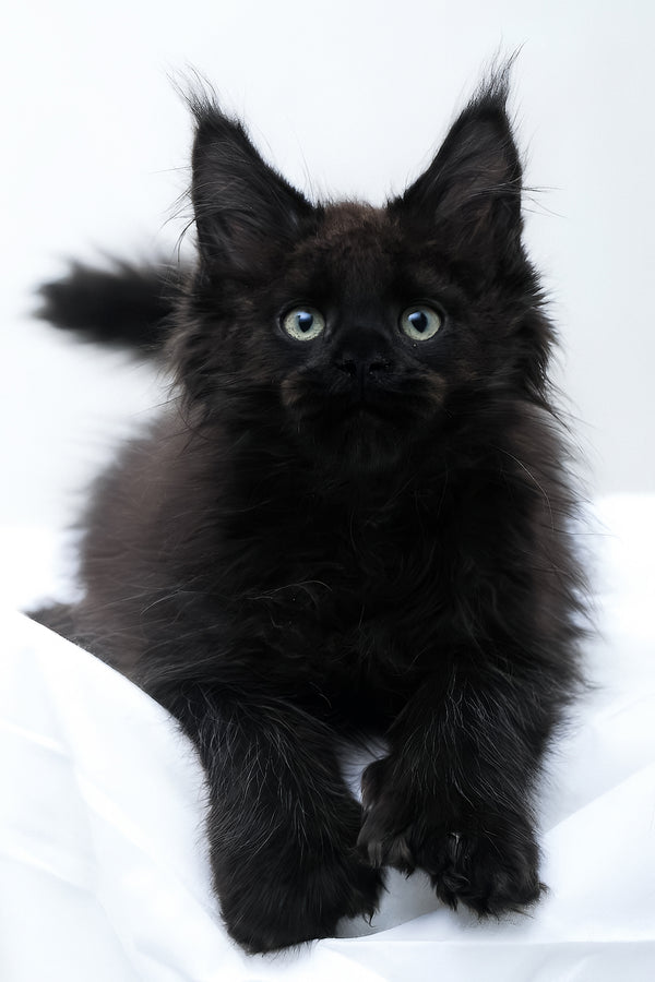 Daniel | Polydactyl Maine Coon Kitten