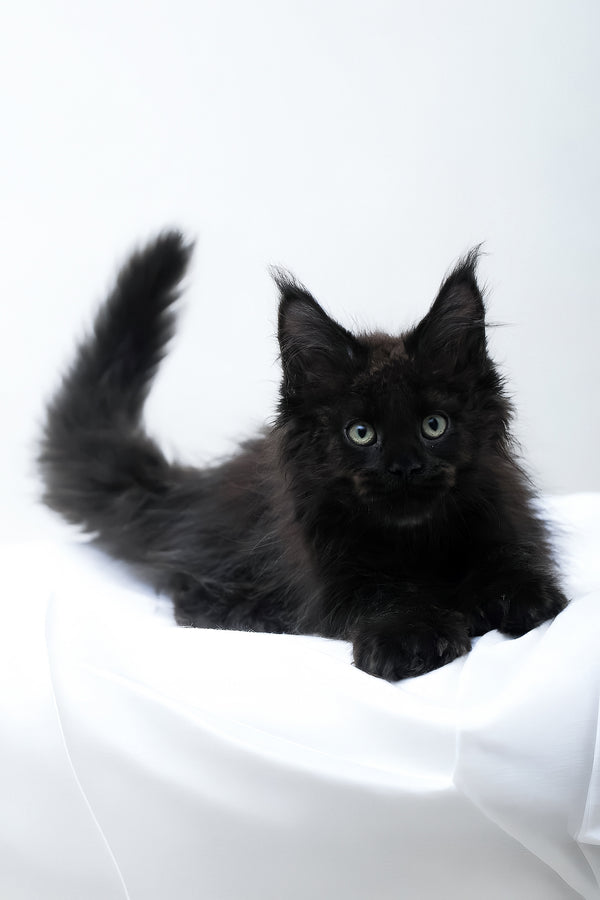 Daniel | Polydactyl Maine Coon Kitten