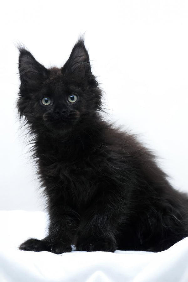 Daniel | Polydactyl Maine Coon Kitten