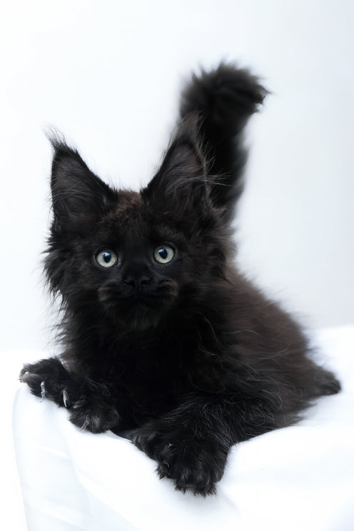 Daniel | Polydactyl Maine Coon Kitten
