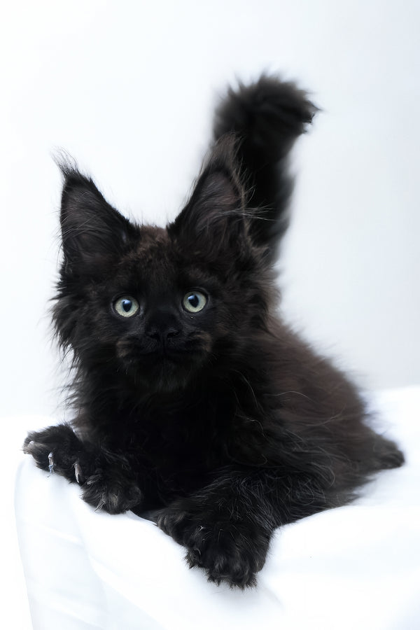 Daniel | Polydactyl Maine Coon Kitten