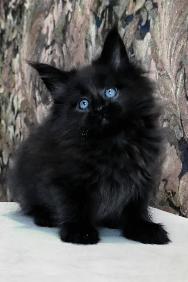 Daniel | Maine Coon Kitten