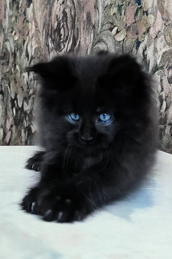 Daniel | Maine Coon Kitten