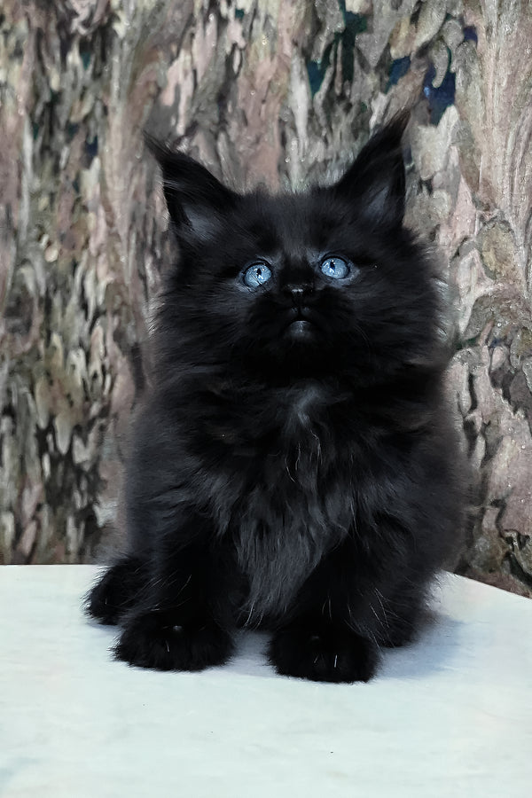 Daniel | Maine Coon Kitten