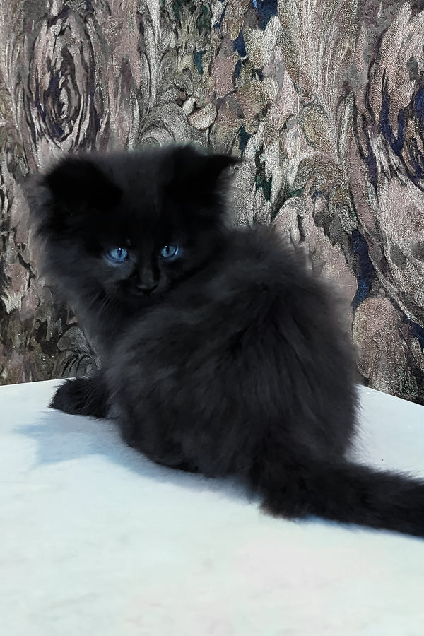 Daniel | Maine Coon Kitten