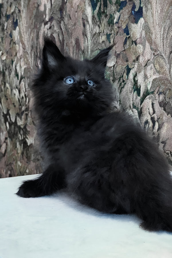 Daniel | Maine Coon Kitten