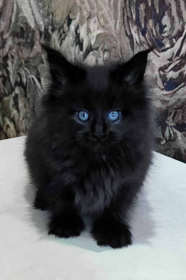 Daniel | Maine Coon Kitten