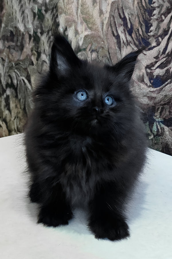 Daniel | Maine Coon Kitten