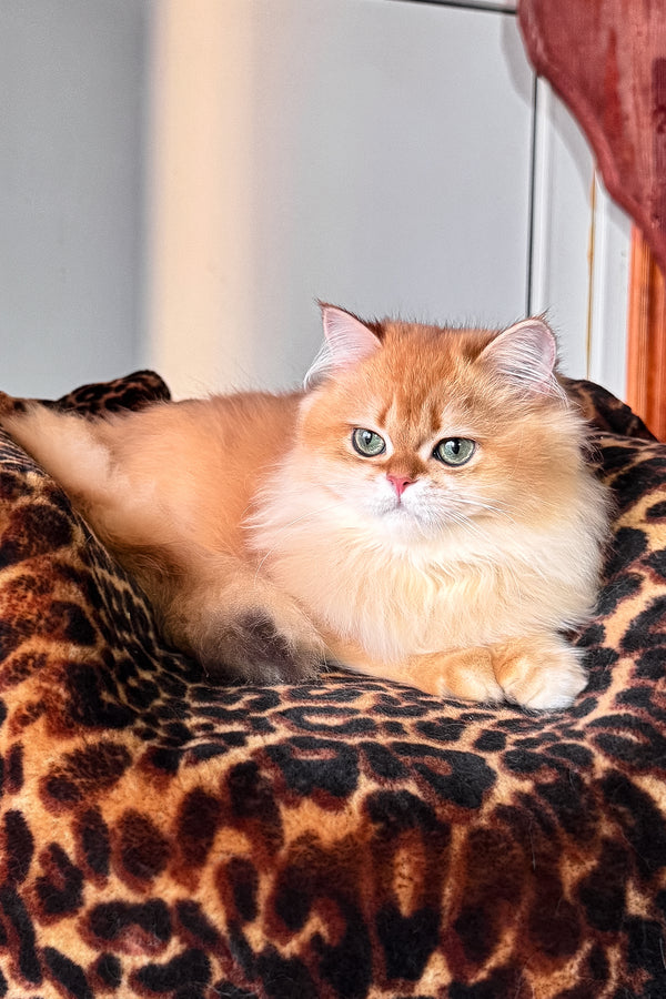 Daniela british longhair kitten with black golden shaded fur and striking green eyes lounges on leopard print blanket