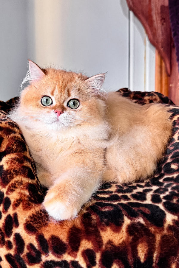 Daniela british longhair kitten with black golden shaded fur and green eyes lounging on leopard print blanket