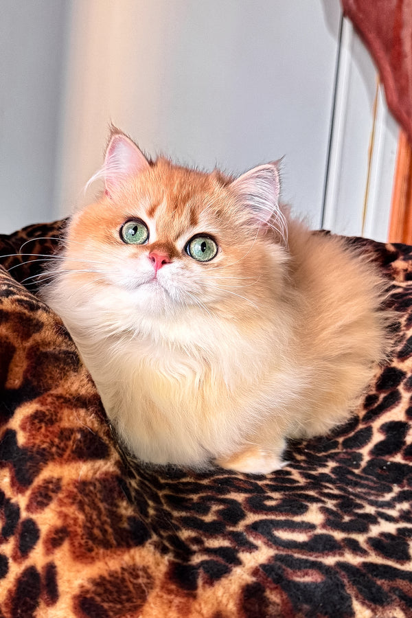 Daniela british longhair kitten with fluffy orange and cream fur and striking green eyes on a leopard print blanket