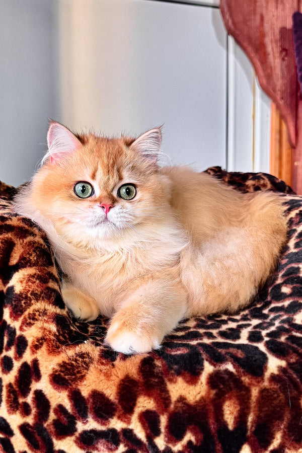 Daniela british longhair kitten with black golden shaded fur and green eyes lounging on a leopard print blanket