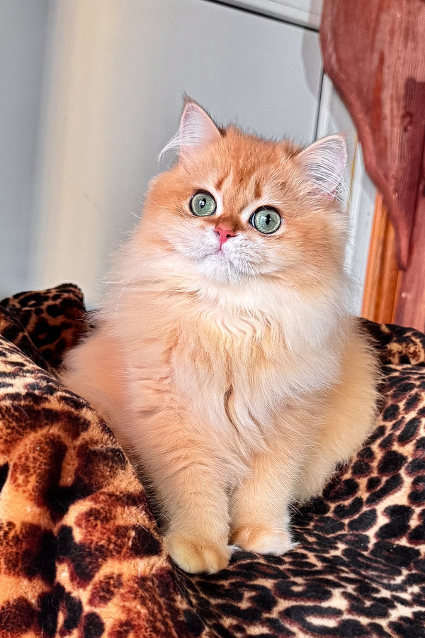 Fluffy british longhair kitten daniela with black golden shaded fur and striking green eyes sitting calmly