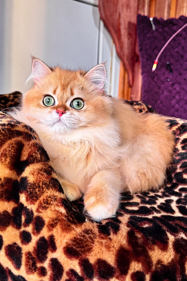 Daniela british longhair kitten with fluffy orange and white fur and green eyes resting on leopard print blanket
