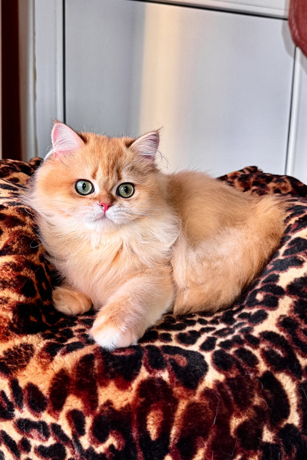 A british longhair kitten with green eyes and black golden shaded fur lounges on a plush leopard print bed