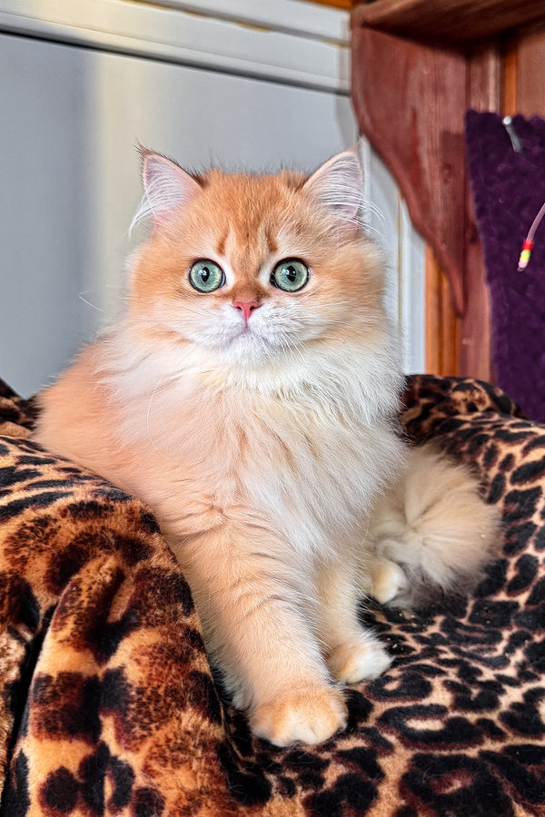 Daniela british longhair kitten with fluffy orange and white fur and striking green eyes sitting calmly