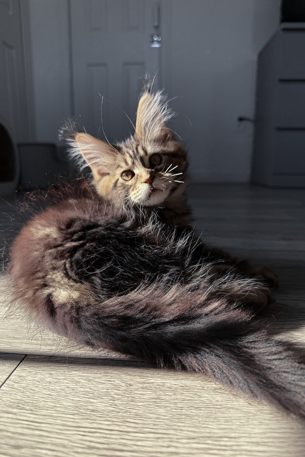 Danny | Maine Coon Kitten
