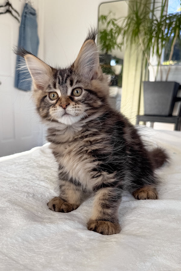 Danny | Maine Coon Kitten