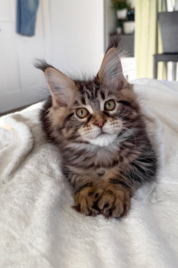 Danny | Maine Coon Kitten