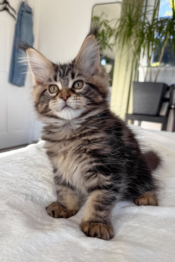 Danny | Maine Coon Kitten