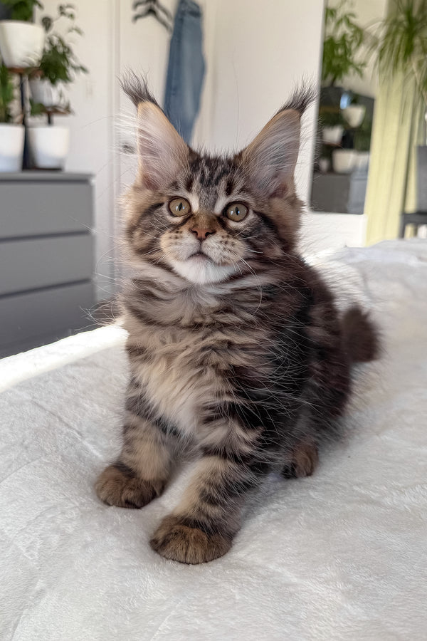 Danny | Maine Coon Kitten