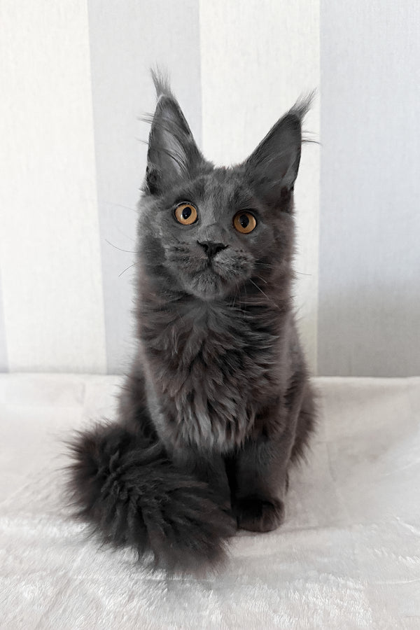 Daphne | Maine Coon Kitten