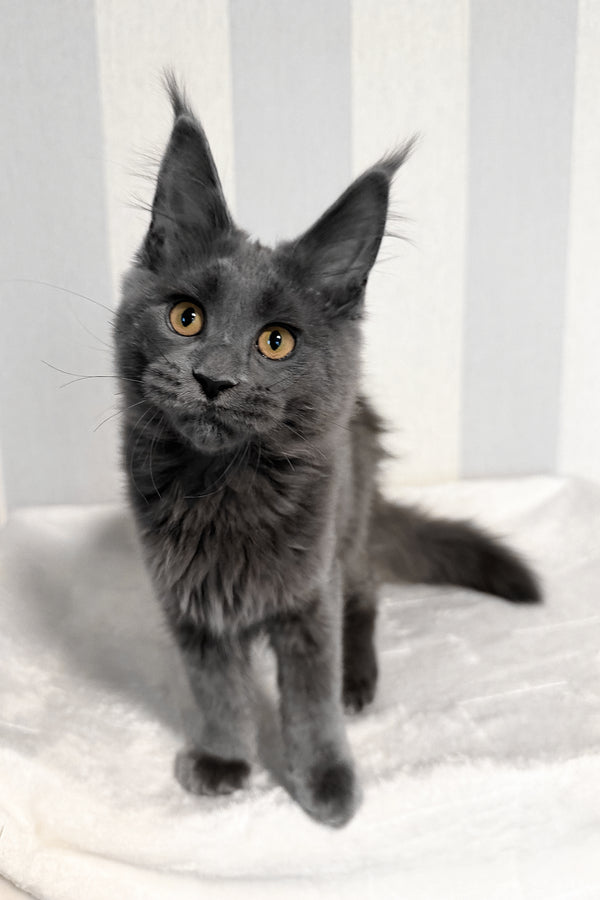 Daphne | Maine Coon Kitten