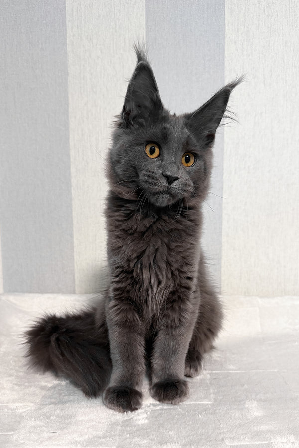 Daphne | Maine Coon Kitten