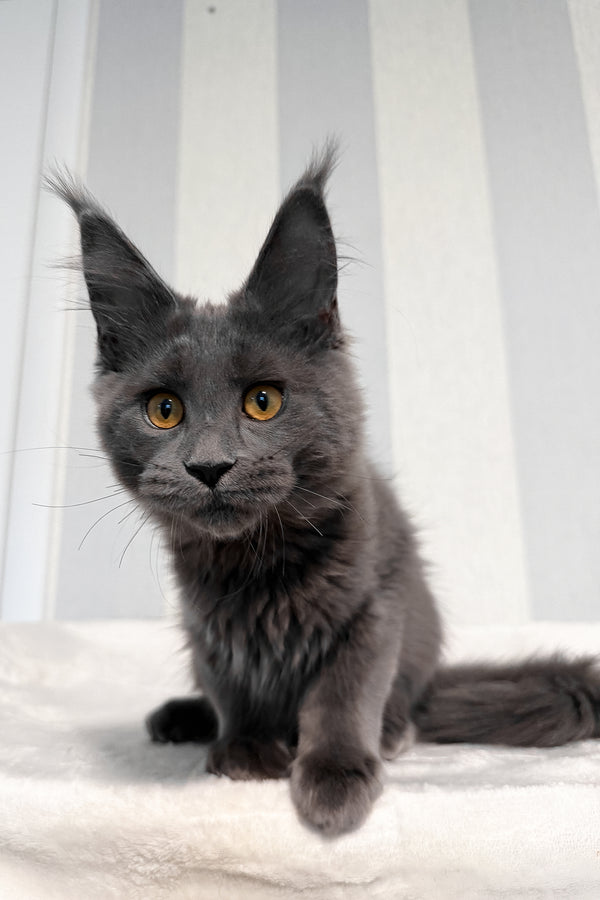 Daphne | Maine Coon Kitten