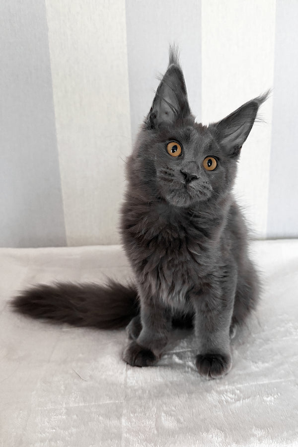 Daphne | Maine Coon Kitten