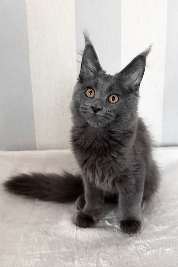 Daphne | Maine Coon Kitten