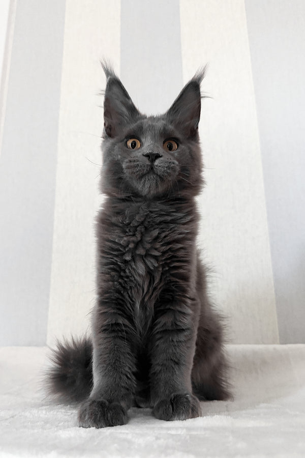 Daphne | Maine Coon Kitten