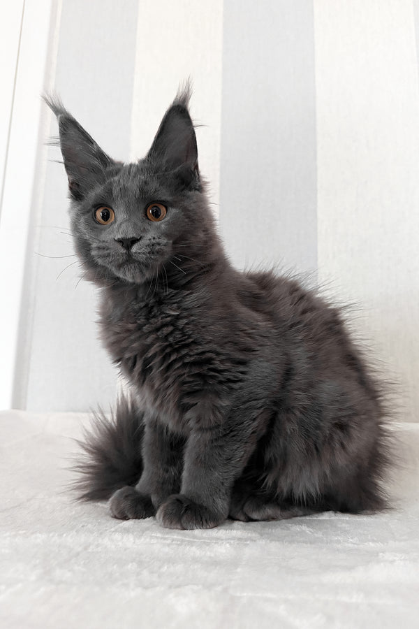 Daphne | Maine Coon Kitten