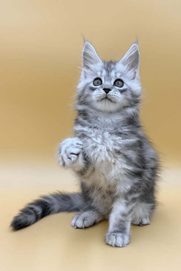 Daphne | Maine Coon Kitten