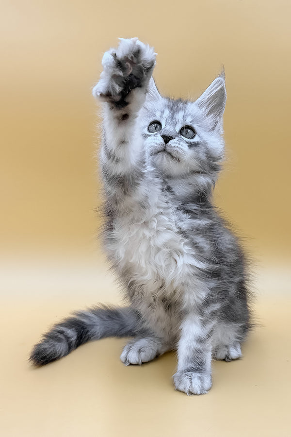 Daphne | Maine Coon Kitten