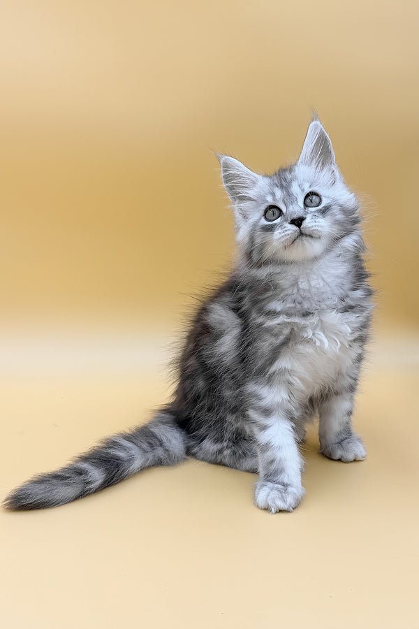 Daphne | Maine Coon Kitten
