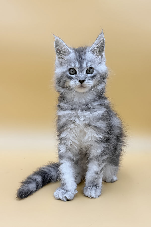 Daphne | Maine Coon Kitten