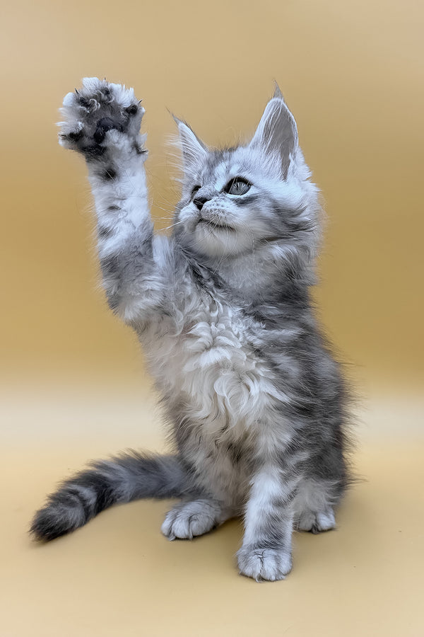 Daphne | Maine Coon Kitten