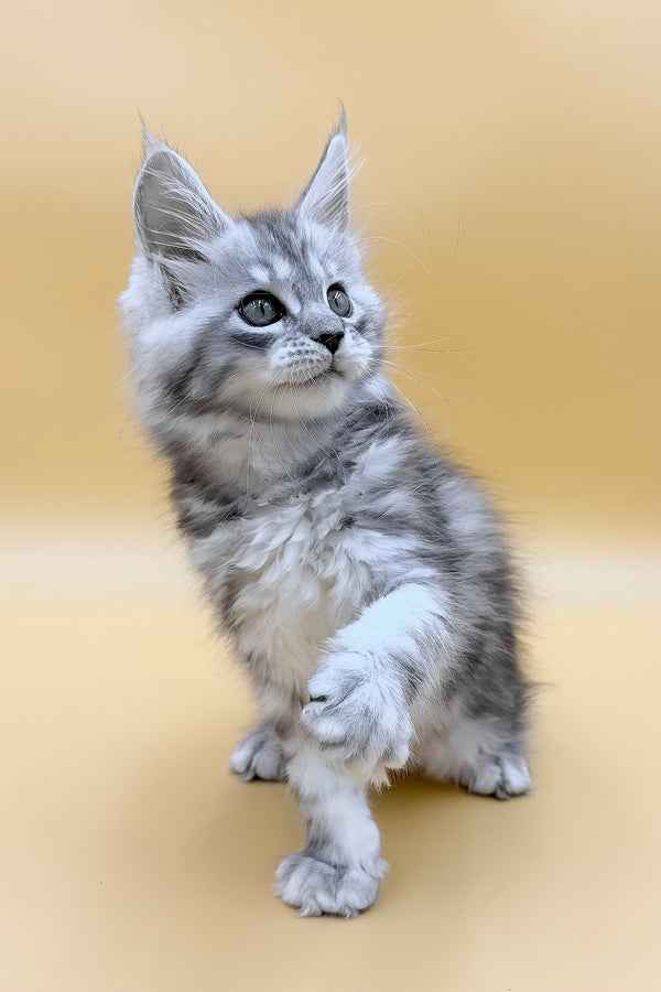 Daphne | Maine Coon Kitten